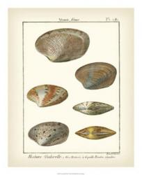Venus Shells, Pl.281 | Obraz na stenu