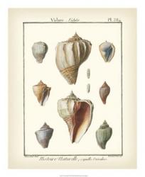 Volute Shells, Pl.384 | Obraz na stenu
