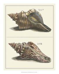 Seashell Menagerie II | Obraz na stenu