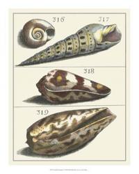 Seashell Menagerie V | Obraz na stenu