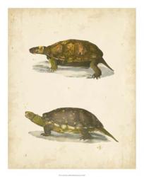 Turtle Duo I | Obraz na stenu