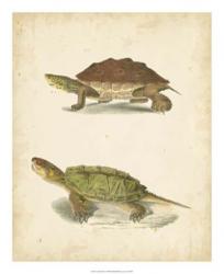 Turtle Duo II | Obraz na stenu