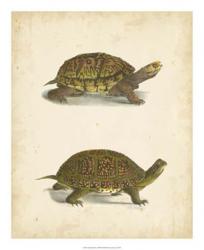 Turtle Duo III | Obraz na stenu