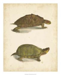 Turtle Duo IV | Obraz na stenu