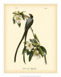 Fork-tailed Flycatcher | Obraz na stenu