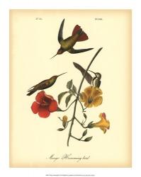Mango Hummingbird | Obraz na stenu