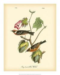 Bay Breasted Wood-Warbler | Obraz na stenu