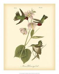 Anna Hummingbird | Obraz na stenu