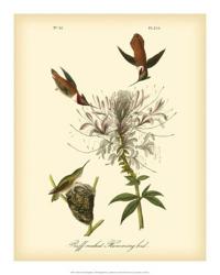 Ruff-neck Hummingbird | Obraz na stenu