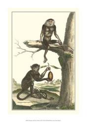 Macaque and Douc Monkeys | Obraz na stenu
