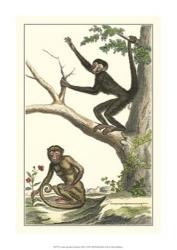 Coaita and Sajou Monkeys | Obraz na stenu