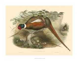 Gould Pheasants II | Obraz na stenu