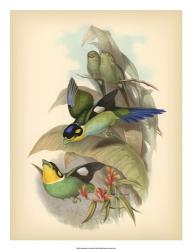 Gould Birds of the Tropics I | Obraz na stenu