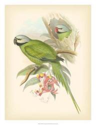 Gould Birds of the Tropics II | Obraz na stenu