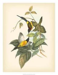 Gould Birds of the Tropics IV | Obraz na stenu