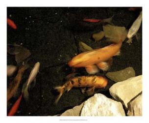 Goldfish Pond I | Obraz na stenu