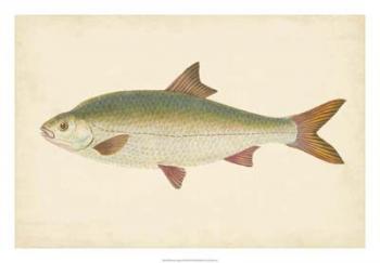 Donovan Antique Fish II | Obraz na stenu
