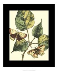 Butterflies & Leaves II | Obraz na stenu