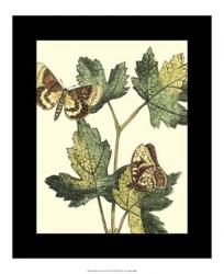 Butterflies & Leaves IV | Obraz na stenu