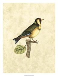 Selby Birds I | Obraz na stenu