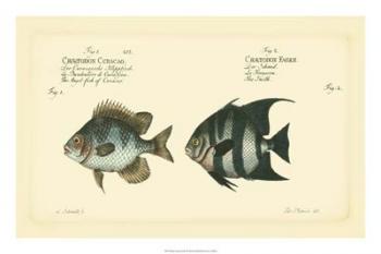 Bloch Antique Fish II | Obraz na stenu
