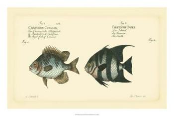 Bloch Antique Fish II | Obraz na stenu