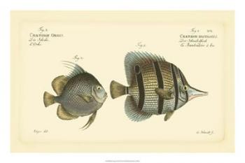 Bloch Antique Fish III | Obraz na stenu