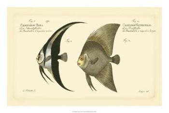 Bloch Antique Fish IV | Obraz na stenu