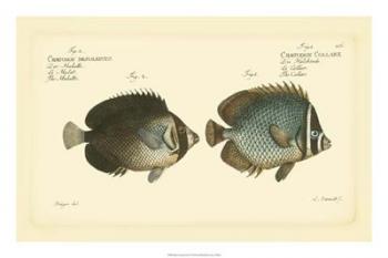 Bloch Antique Fish V | Obraz na stenu