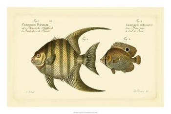 Bloch Antique Fish VI | Obraz na stenu