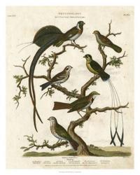 Ornithology I | Obraz na stenu