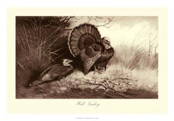 Wild Turkey | Obraz na stenu