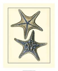 Antique Blue Starfish II | Obraz na stenu