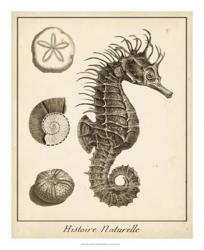 Seahorse Study I | Obraz na stenu