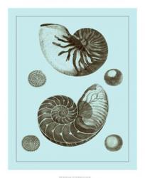 Tinted Shells on Aqua I | Obraz na stenu