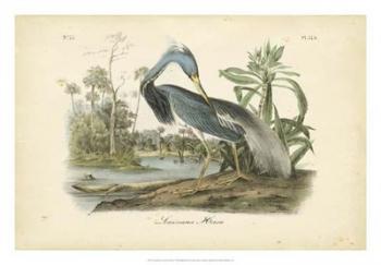 Audubon's Louisiana Heron | Obraz na stenu