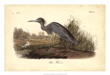 Audubon's Blue Heron | Obraz na stenu