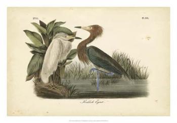 Audubon's Reddish Egret | Obraz na stenu