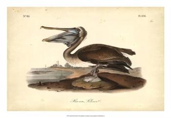 Audubon's Brown Pelican | Obraz na stenu