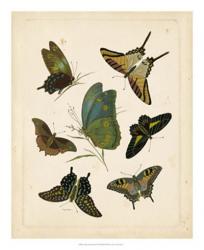 Antique Entomology I | Obraz na stenu