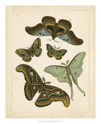 Antique Entomology II | Obraz na stenu