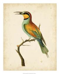 Nodder Tropical Bird I | Obraz na stenu