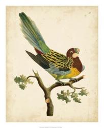 Nodder Tropical Bird II | Obraz na stenu