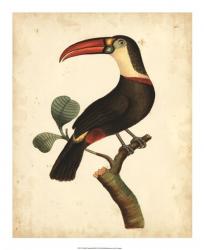 Nodder Tropical Bird III | Obraz na stenu