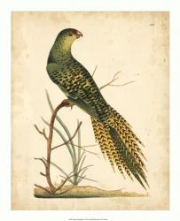 Nodder Tropical Bird IV | Obraz na stenu
