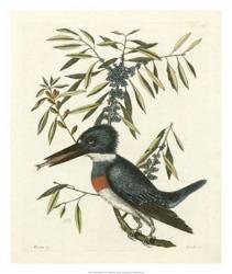 Antique Kingfisher II | Obraz na stenu