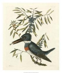 Antique Kingfisher II | Obraz na stenu