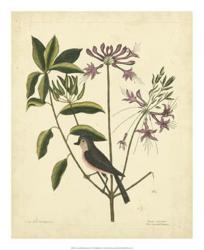 Catesby Bird & Botanical I | Obraz na stenu