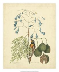 Catesby Bird & Botanical II | Obraz na stenu