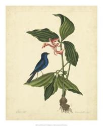 Catesby Bird & Botanical IV | Obraz na stenu